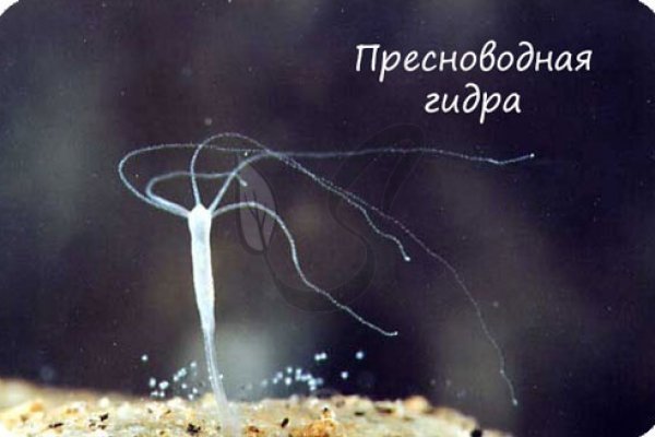 Ссылка на даркнет в тор