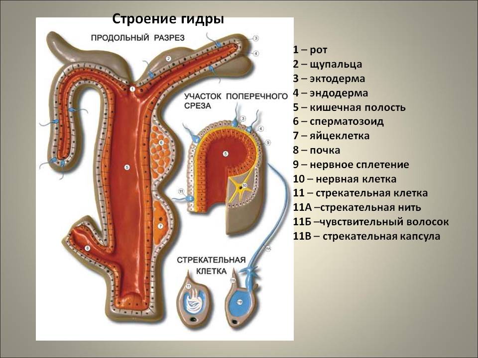 Ссылки на сайты в даркнете